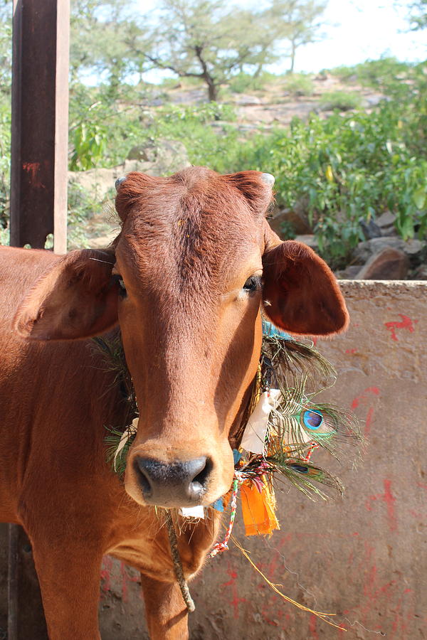 Krishna Cow, Vrindavan Photograph by Jennifer Mazzucco