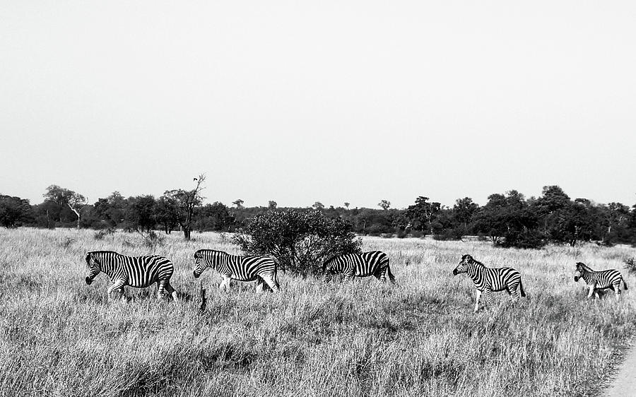 Black And White Photograph - Kruger, South Africa by Suvai Gunasekaran