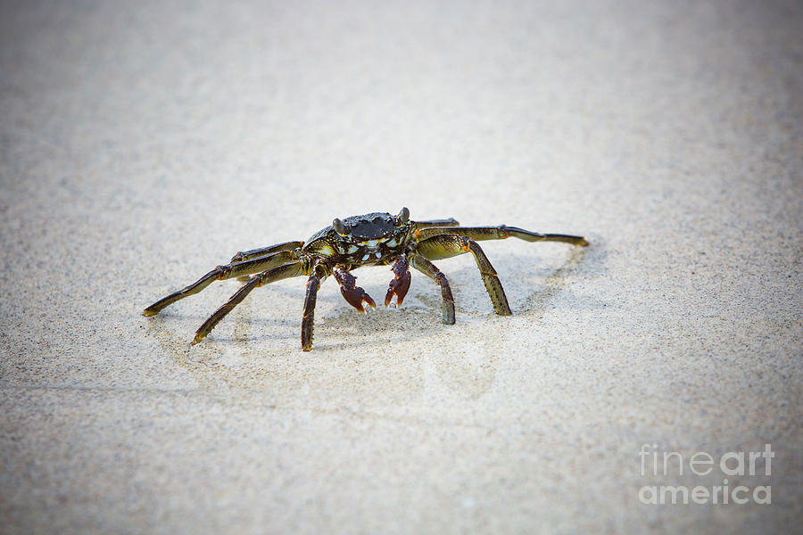 Kua Bay Crab 1 Photograph by Daniel Knighton