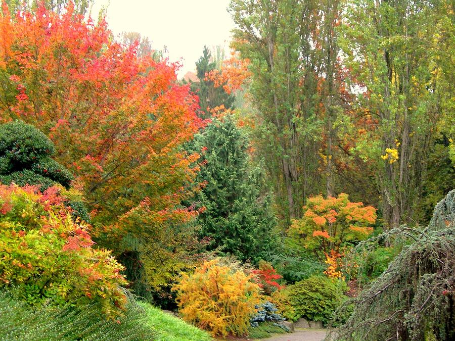 Kubota Garden 12 Photograph by Maro Kentros - Fine Art America