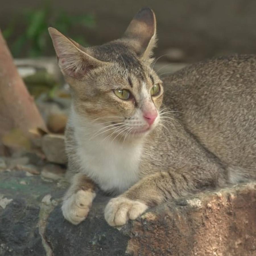Cat Photograph - Kucing... Jaim. 😸😸😸 #cats by Mangge Totok