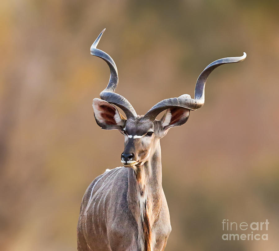 Kud Bull Photograph by Andre Marais - Fine Art America