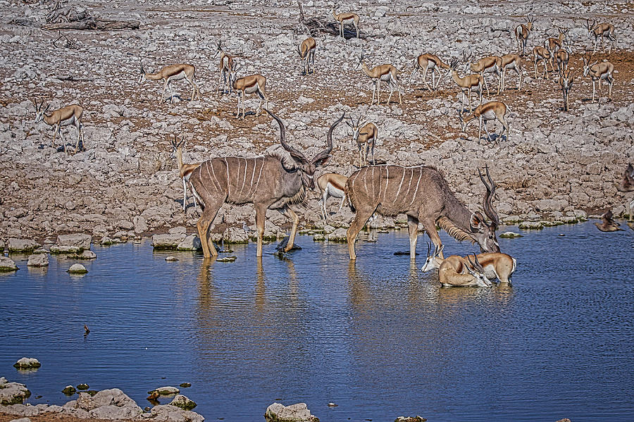 Kudu and Springbok 1 Photograph by Ernest Echols