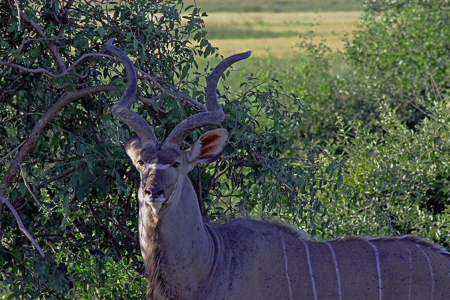 Wildlife Photograph - Kudu Antelope by Tony Murtagh