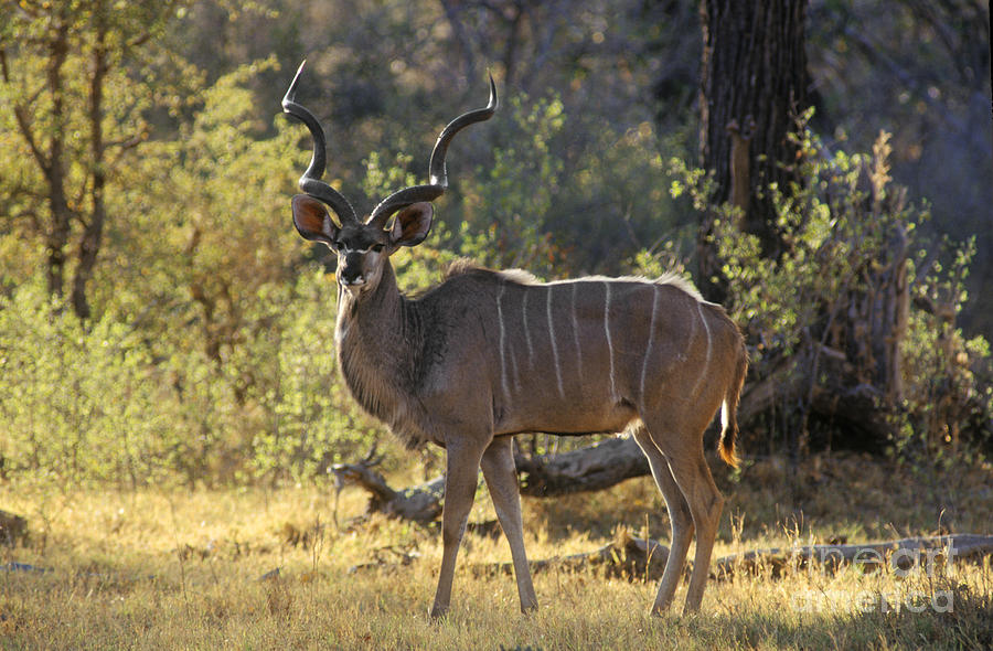 Kudu Bull - Okavango Delta Botswana Photograph by Craig Lovell