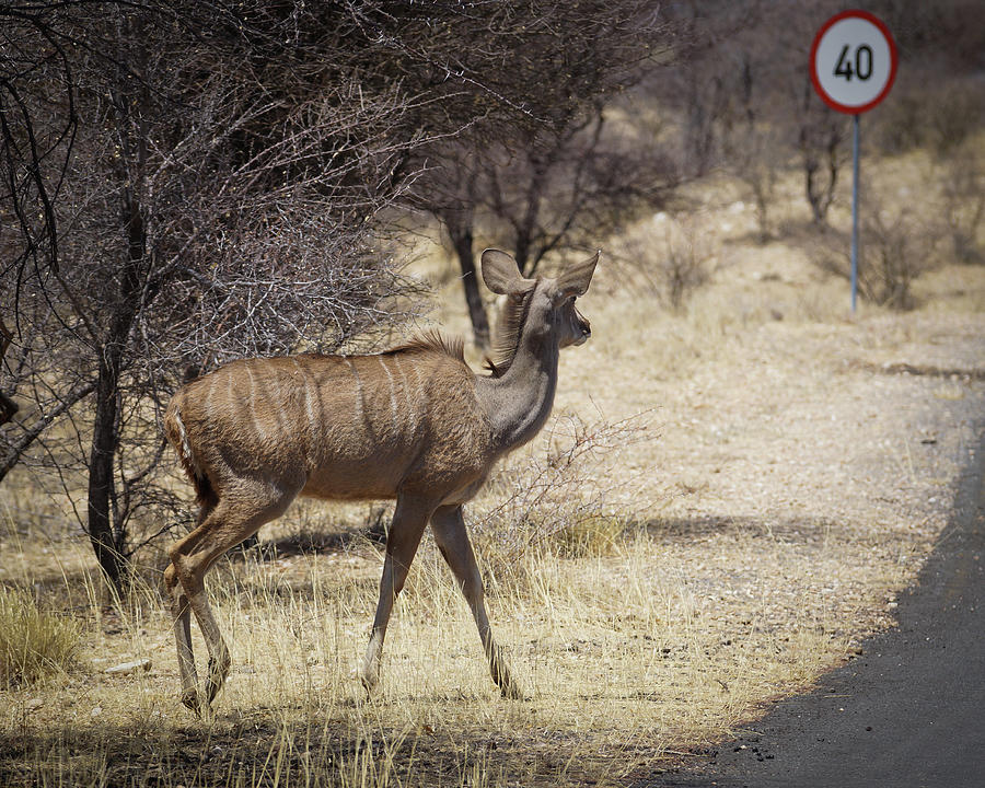 Kudu Crossing Photograph by Ernest Echols
