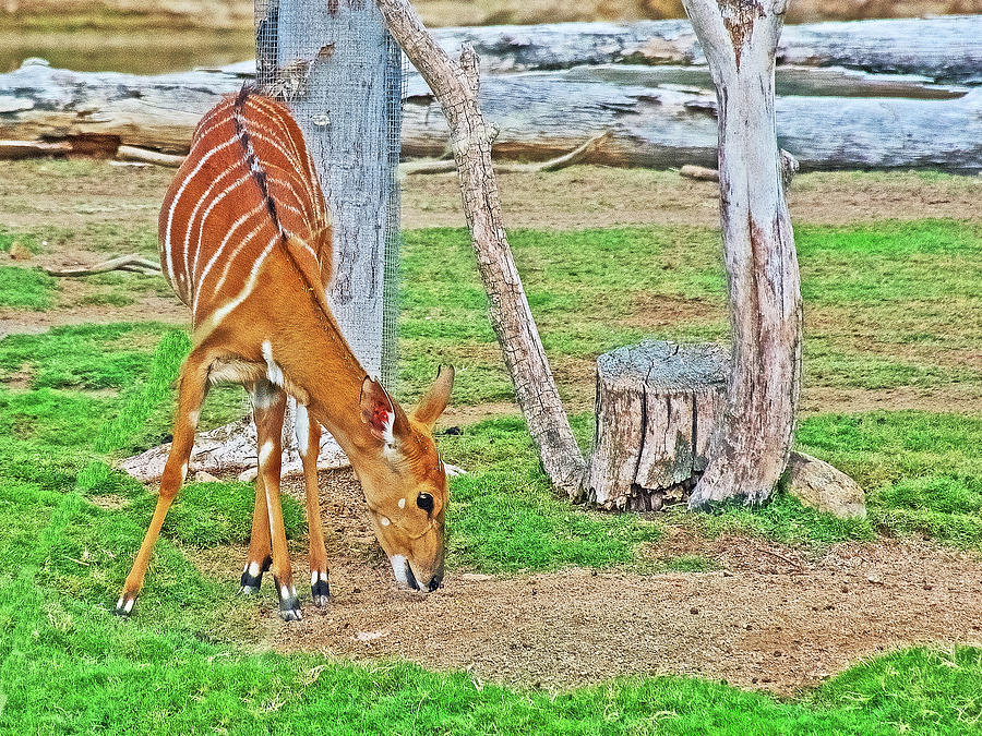 Kudu from South Africa in San Diego Zoo Animal Safari Park, California  Photograph by Ruth Hager