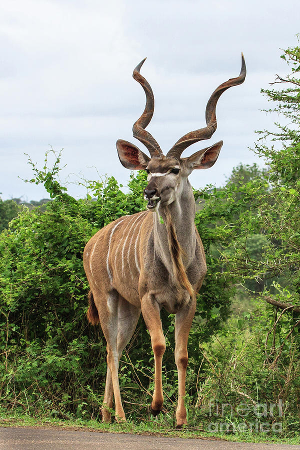 Kudu Photograph by Jennifer Ludlum