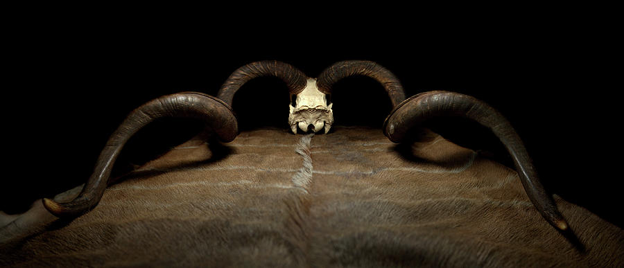 Kudu Pano Photograph by David Andersen