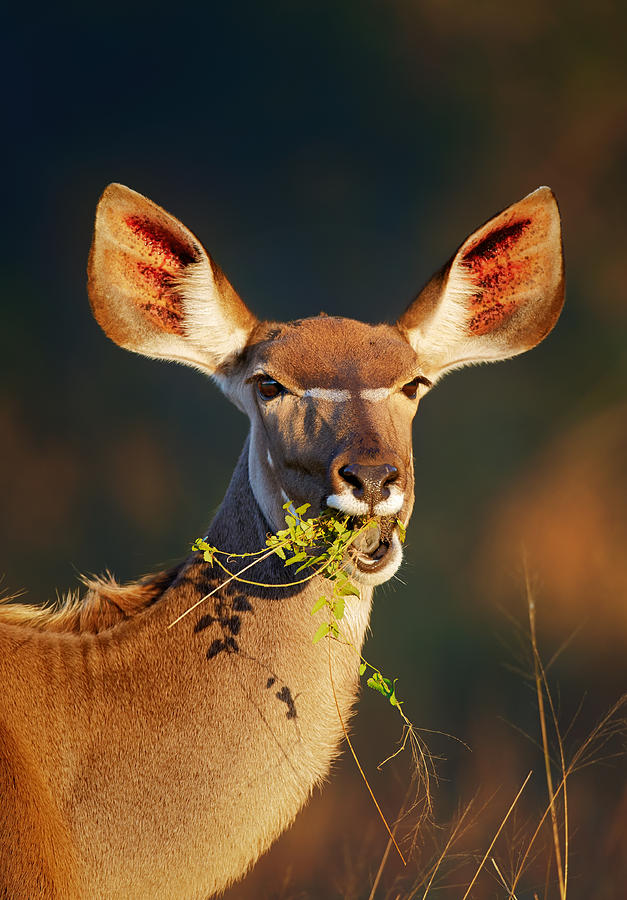Wildlife Photograph - Kudu portrait eating green leaves by Johan Swanepoel