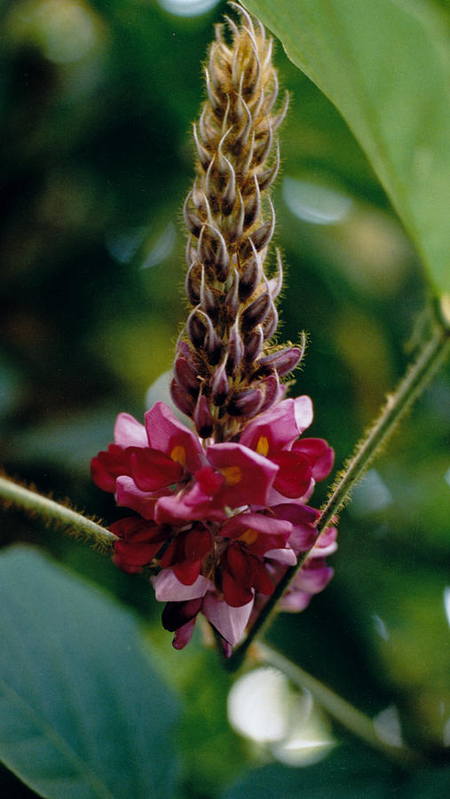 Kudzu Blossom 1 Photograph by Elizabeth Hamilton Smith | Fine Art America