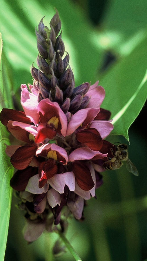 Kudzu Blossom with Bumble Bee Mixed Media by Elizabeth Hamilton Smith ...