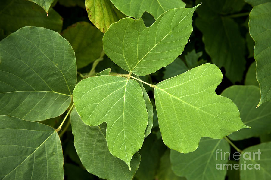 Kudzu Photograph - Kudzu Leaves by Inga Spence