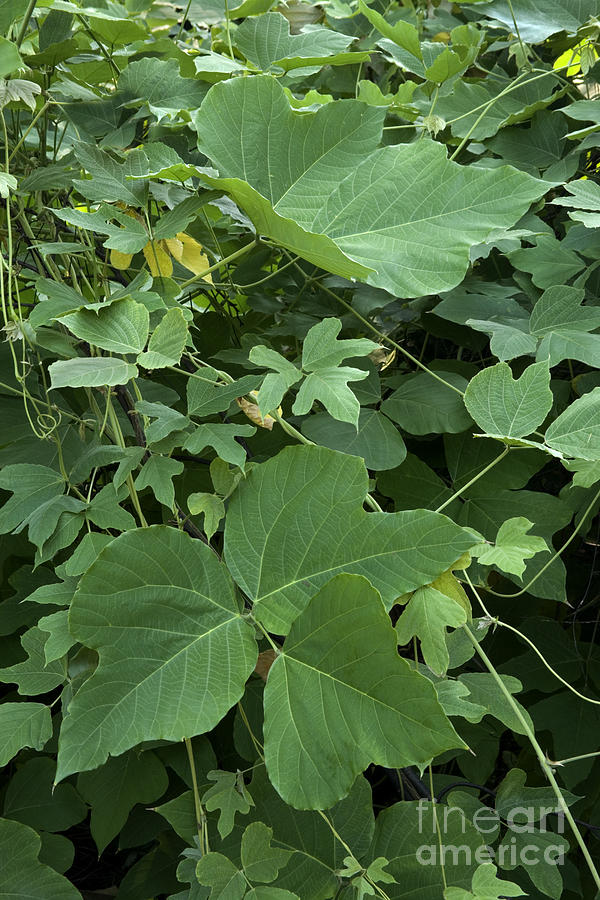 Kudzu Vine Photograph by Inga Spence - Pixels