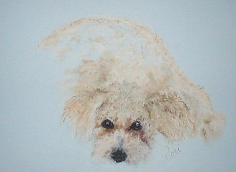Dog Drawing - Kuku by Cori Solomon Dog Drawing - Kuku by Cori Solomon