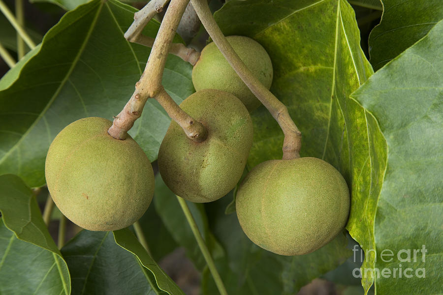 Kukui Nuts Photograph by Inga Spence - Fine Art America