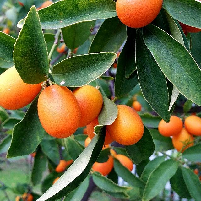 #kumquats Photograph by Lisa Marchbanks - Fine Art America