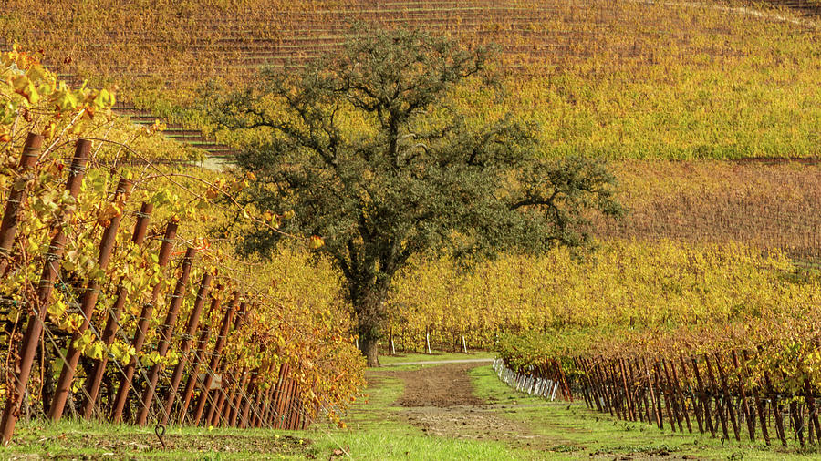 Kunde Vineyards Photograph by Bill Gallagher