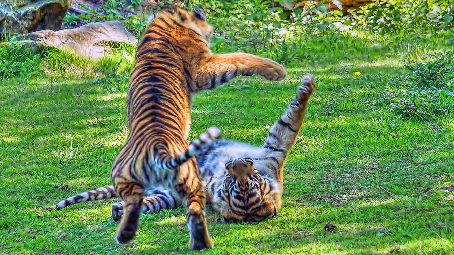 Kung Fu Tigers Photograph by Nadia Sanowar