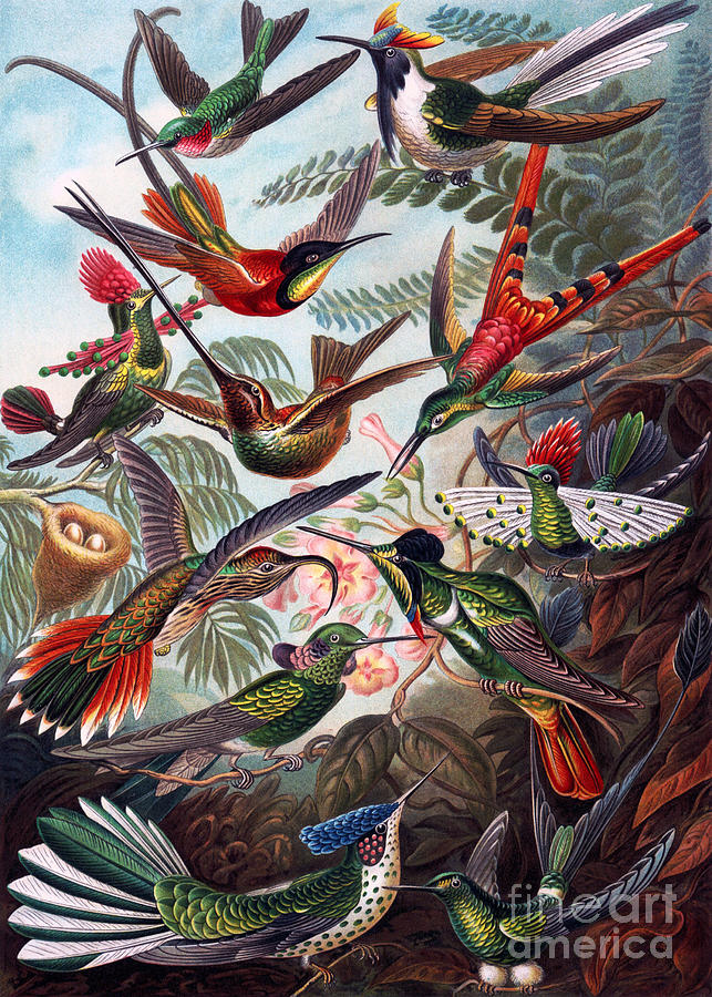 Kunstformen der Natur Hummingbird Trochilidae Restored Digital Art by Pablo Avanzini