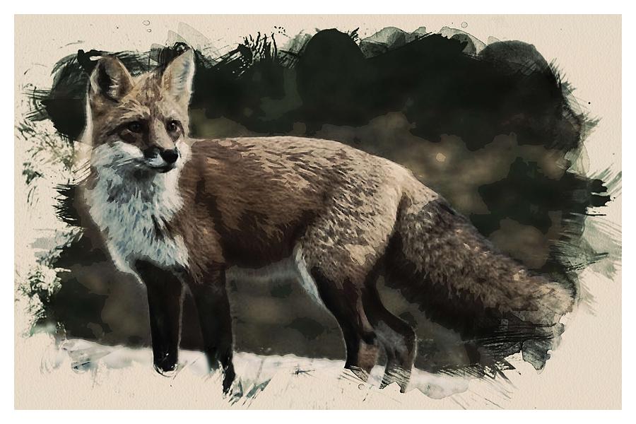 Kurdistan red fox  vulpes kurdistanica Painting by Celestial Images