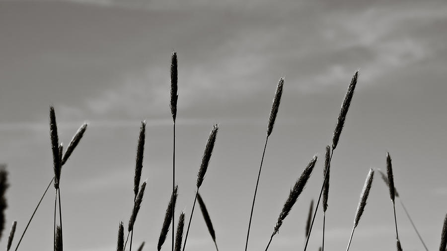Kurosawa Grass Stalks Photograph by Edward Myers