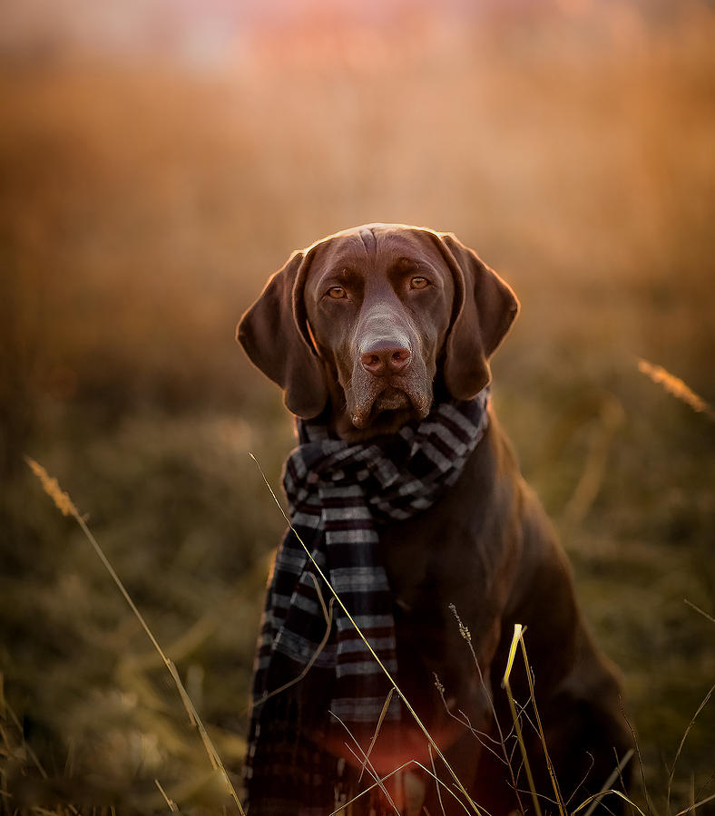 Dog Photograph - German Pointer Art by Elena Kovalenko