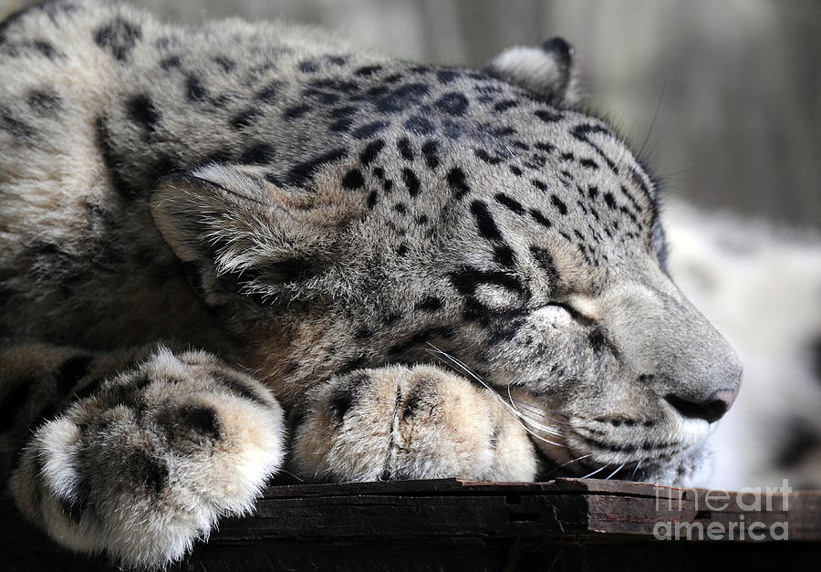Wildlife Photograph - Kush the Snow Leopard sleeps by Stephie Butler