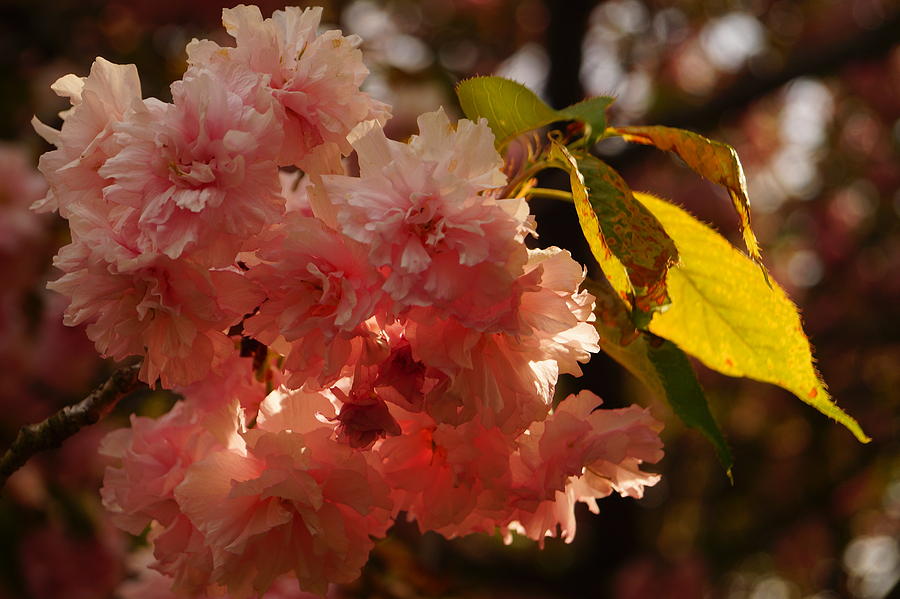 Kwanzan Cherry Blossoms Photograph by Beth Collins