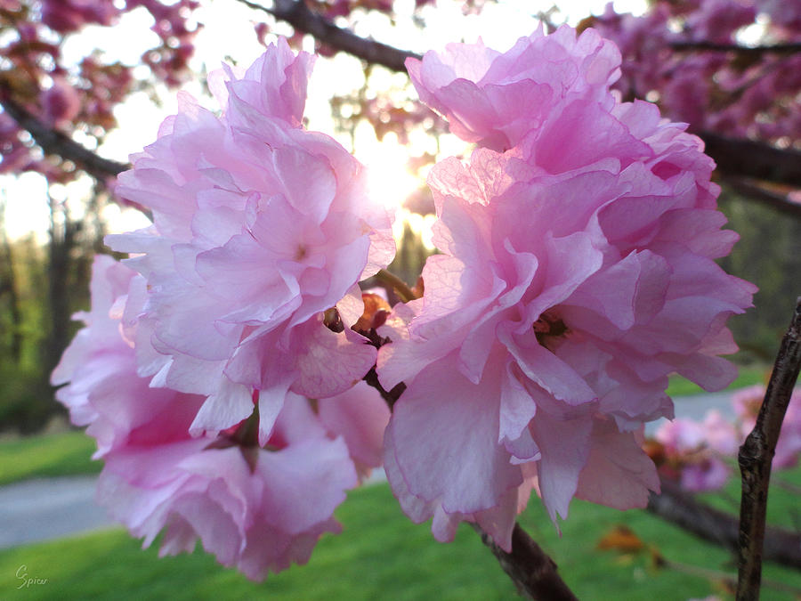 Kwanzan Cherry Blossoms Photograph by Christopher Spicer