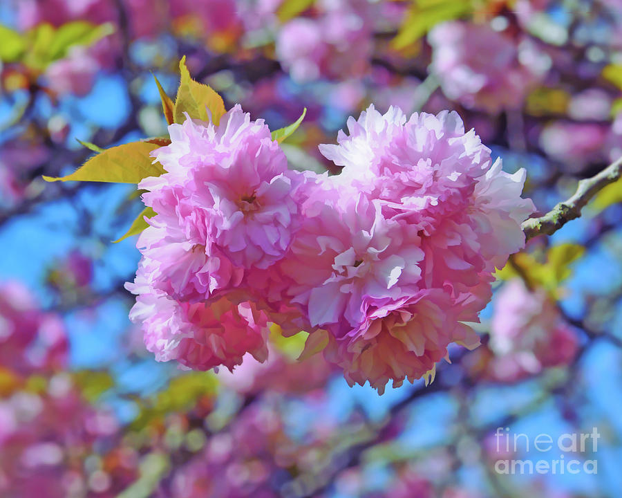 Kwanzan Cherry Blossoms Photograph by Kerri Farley