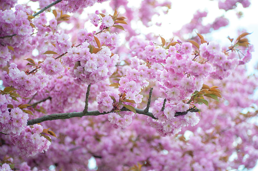 Kwanzan Cherry in Spring Full bloom Photograph by Jenny Rainbow