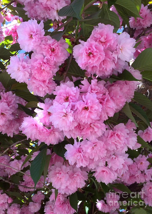Kwanzan Cherry Tree Blossoms Photograph by Carol Groenen