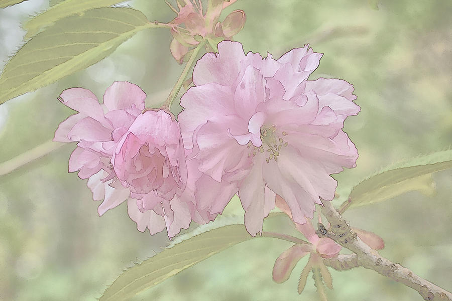 Kwanzan Flowering Cherry Tree - Coloring Book Effect Photograph by Constantine Gregory