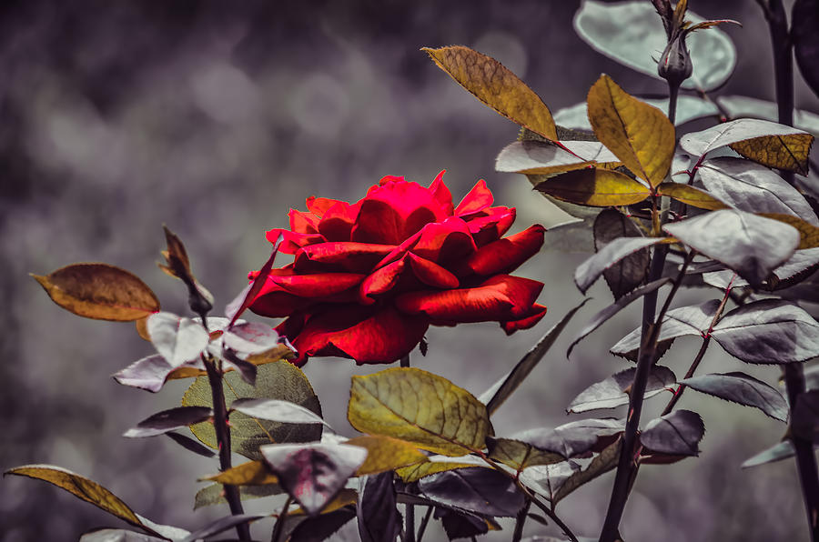 Kykuit - Roses Are Red - Toned Photograph by Black Brook Photography ...