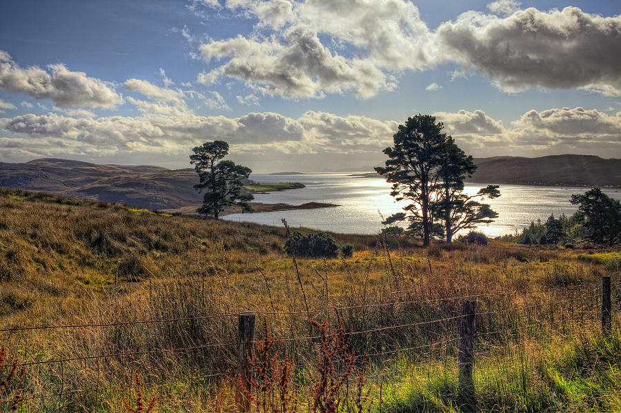 Tree Photograph - Kyles of Bute by Jim Dohms