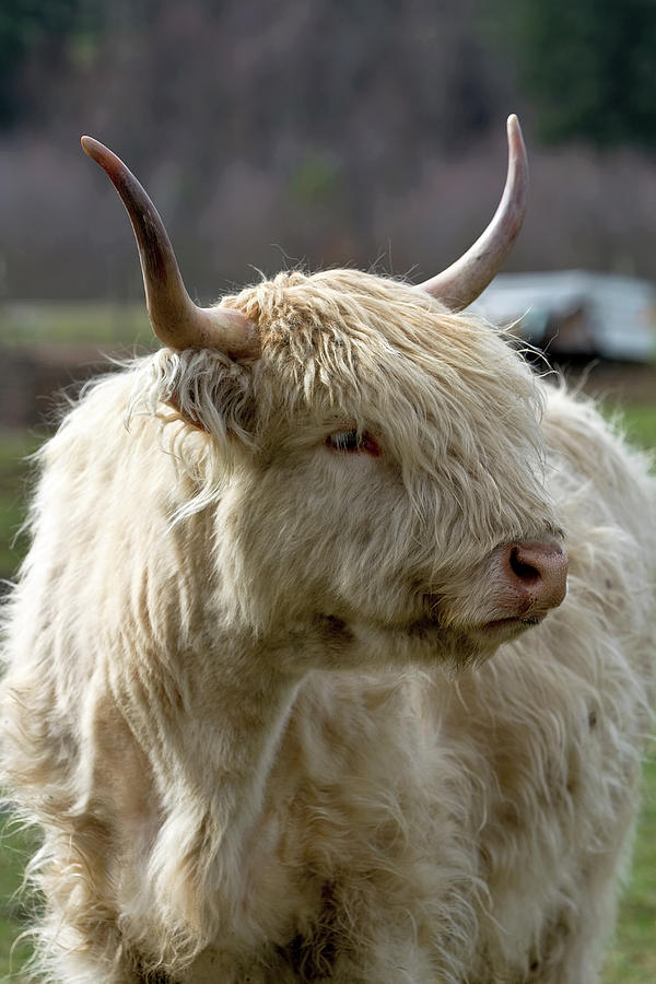 Kyloe Highland Cow Closeup Portrait Photograph by David Gn