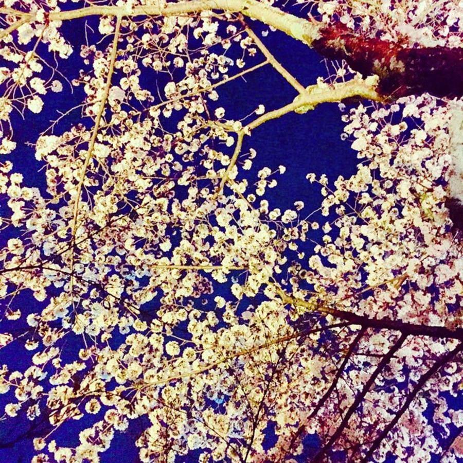 Spring Photograph - Kyoto Cherry Beautiful.
#photo #japan by Shizuko Ueno