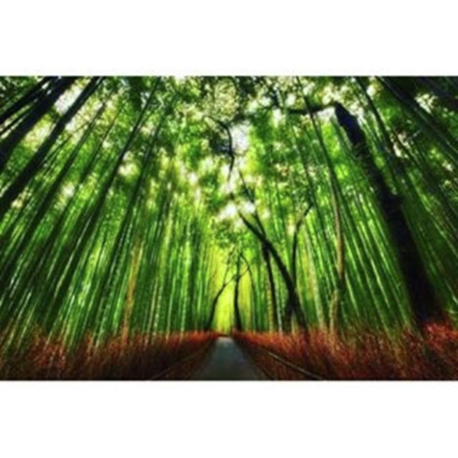 Landscape Photograph - Kyoto City Sagano The Road Of Bamboo by Tetsuya Saito
