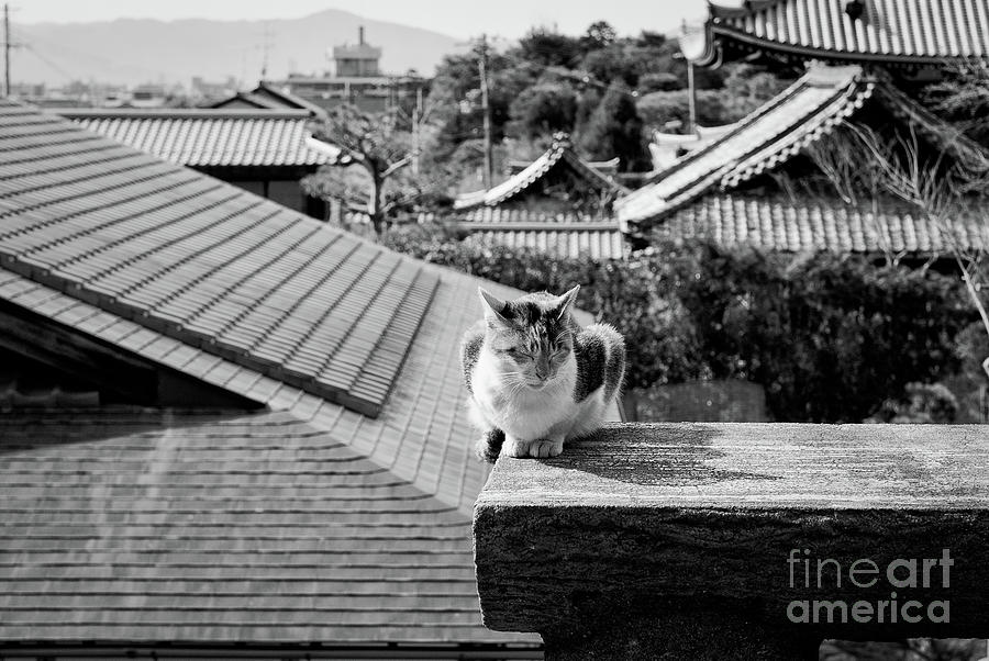 Kyoto Kat Photograph by Dean Harte