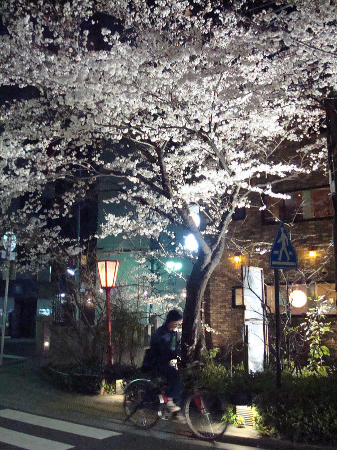 Cherry Blossom Photograph - Kyoto Nights by Rachel Taylor