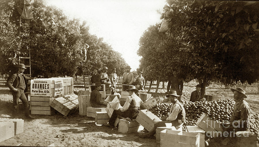 Los Angeles Photograph - L. K. Hathaway Packing Oranges  1884 by Monterey County Historical Society