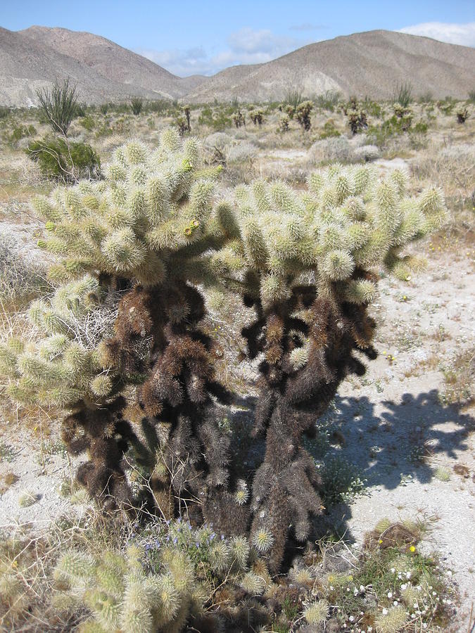 La Cholla Photograph by Danielle Russell - Fine Art America