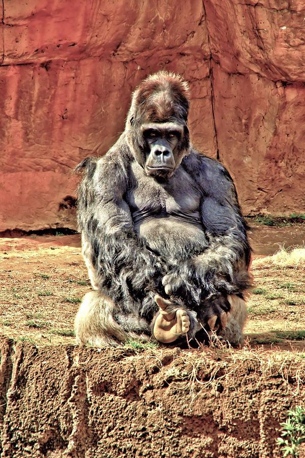 Mammal Photograph - La Gorila by Rod Cuellar