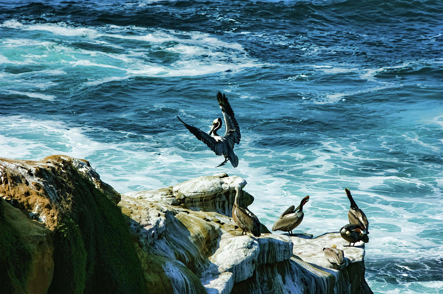 La Jolla California Pelican Landing Painting by Georgia Mizuleva