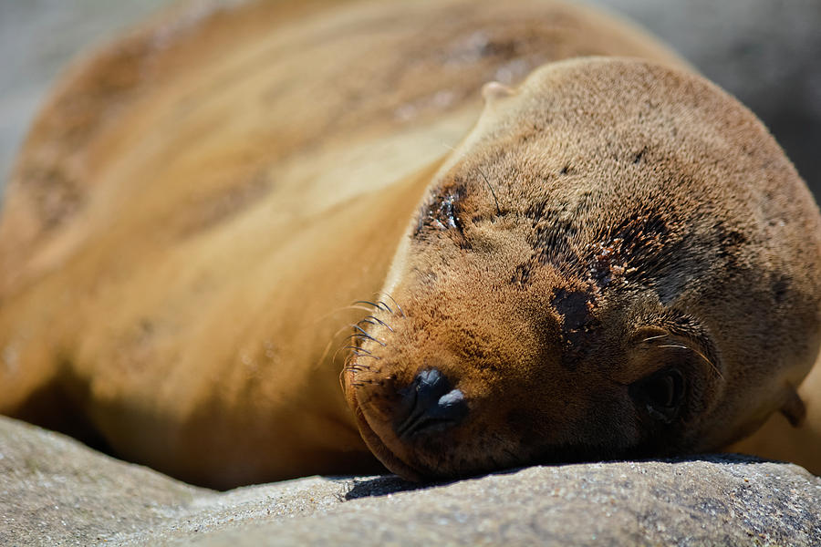La Jolla California Sea Lion Photograph by Kyle Hanson