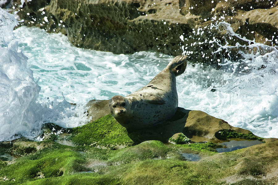La Jolla California Surprised Seal Painting by Georgia Mizuleva