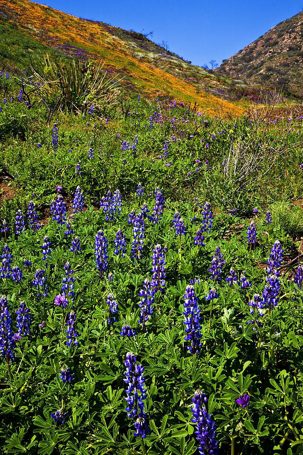 Landscape Photograph - La Jolla Canyon Lupines by Greg Clure Landscape Photograph - La Jolla Canyon Lupines by Greg Clure
