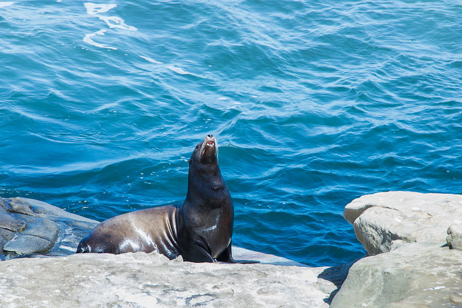 La Jolla Cove Sea Lion Photograph by JG Thompson - Pixels