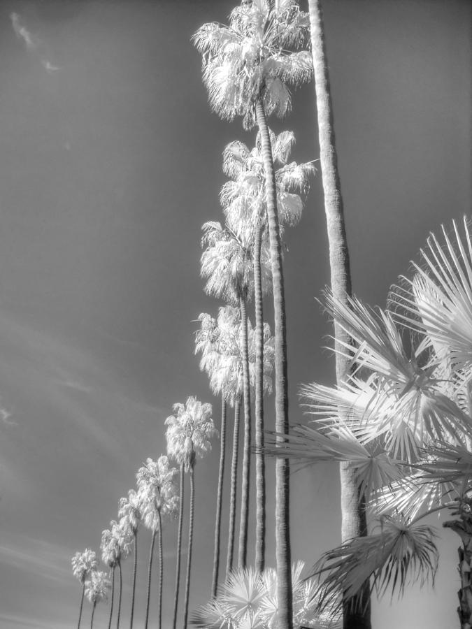 La Jolla Palm Tree Infrared Photograph by Jane Linders
